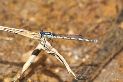 Austrolestes annulosus