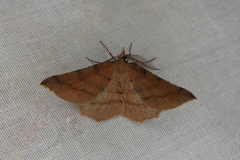 Rhinodia