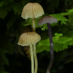 Laccaria masoniae