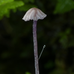Laccaria masoniae