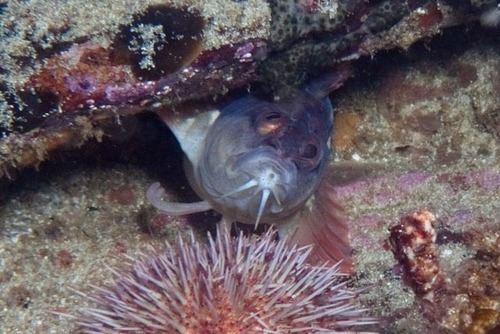 Barbelled klipfish (Cirrhibarbis capensis) — Clinidae — 4
