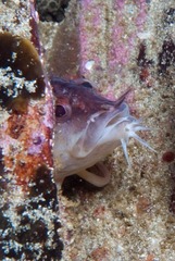 Cirrhibarbis capensis