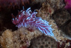 Phyllodesmium horridum