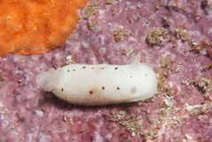Cadlina sp-a