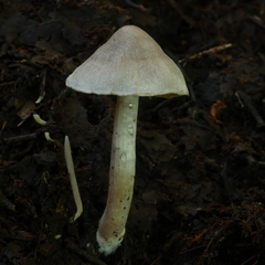 Cortinarius rattinus