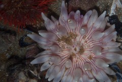 Anthostella stephensoni