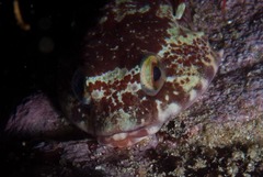 Chorisochismus dentex