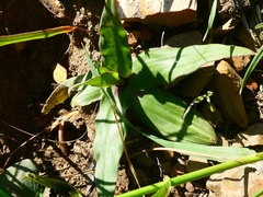 Cyanella