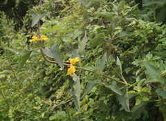 Phlomis viscosa