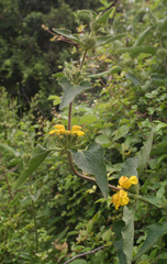 Phlomis viscosa