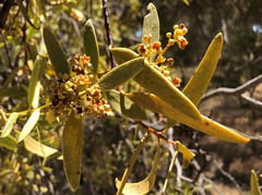 Santalum acuminatum