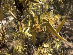 Santalum acuminatum