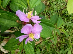 Melastoma sanguineum