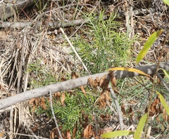 Afrocarpus gracilior