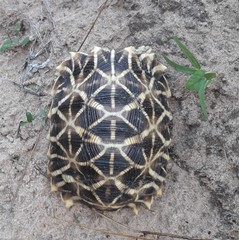 Psammobates oculifer