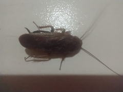 Blattoidae