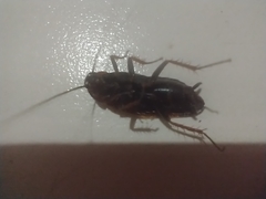 Blattoidae