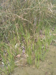 Juncus microcephalus