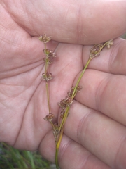 Juncus microcephalus