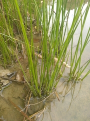 Juncus microcephalus