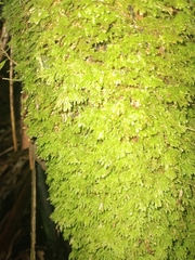 Catharomnion ciliatum