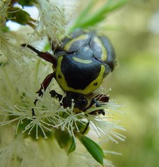 Chlorobapta frontalis