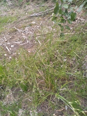 Juncus anthelatus