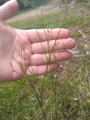 Juncus anthelatus
