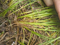 Juncus anthelatus
