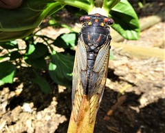 Macrotristria angularis