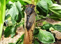 Macrotristria angularis