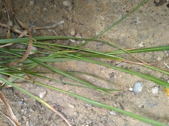 Luzula picta pallida