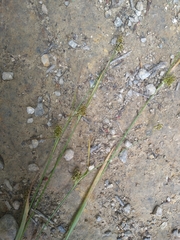 Luzula picta pallida