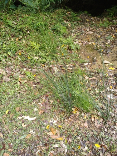 Juncus distegus (Juncus distegus)