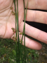 Juncus distegus