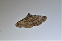 Polydesma umbricola