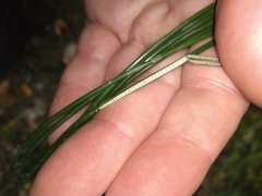 Juncus distegus