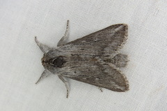 Antimima cryptica