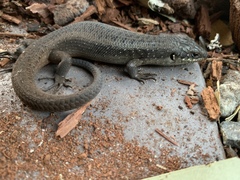 Egernia napoleonis