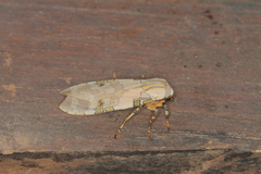 Halysidota orientalis