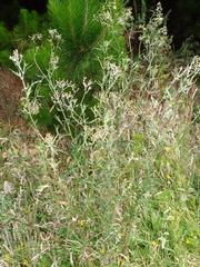 Senecio glomeratus glomeratus