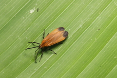 Correbia affinis