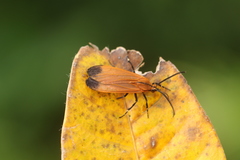 Correbia affinis