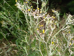 Senecio glomeratus glomeratus