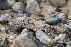 Phrynocephalus helioscopus