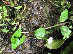 Epilobium nerteroides