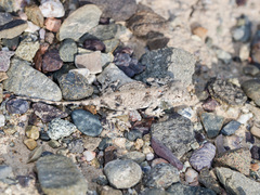 Phrynocephalus helioscopus
