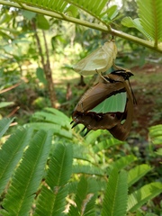 Polyura athamas