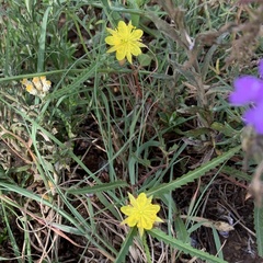 Corchorus asplenifolius
