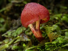 Cortinarius vinicolor